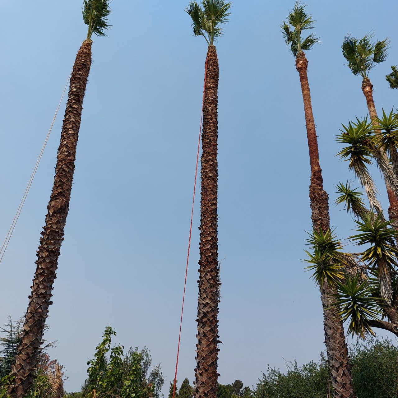 Palm Tree Trimming in Antioch, CA